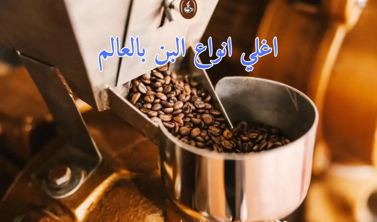 اغلي انواع البن بالعالم: من كوبي لواك إلى بلاك آيفوري